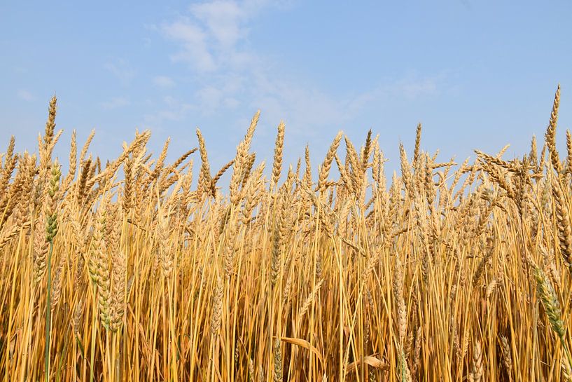 Ein Weizenfeld im Sommer von Claude Laprise