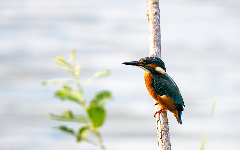 kingfisher on branch at water's edge by Jean's Photography