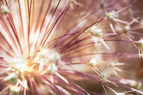 allium