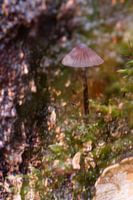 Nature-Art 007