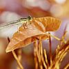 Dragonfly van Violetta Honkisz