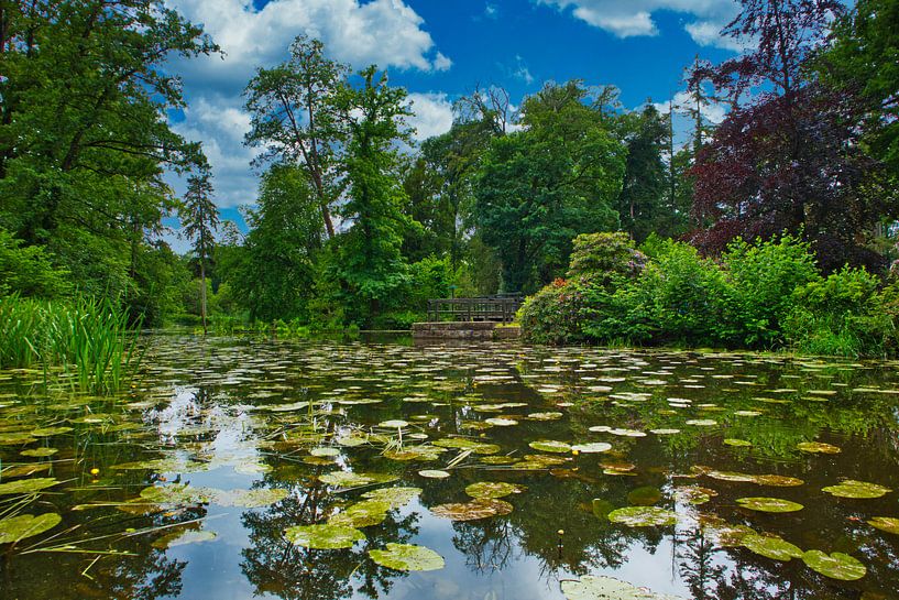 Oerwoud in Singraven van peterheinspictures