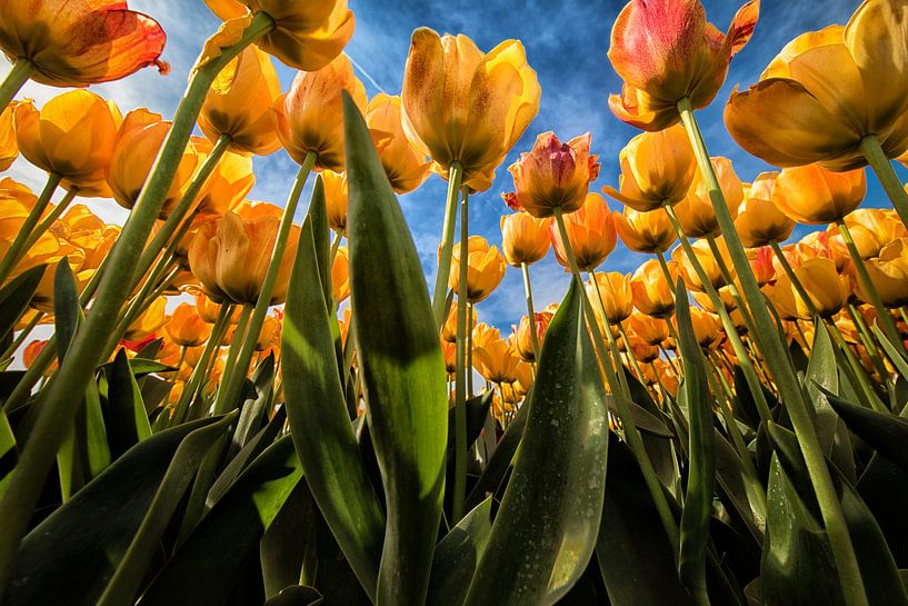 Gele - oranje tulpen kikvorsperspectief van Marjolijn van den Berg