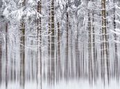 Into the White White Woods van Mirakels Kiekje thumbnail