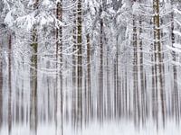 Into the White White Woods
