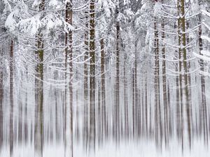 Dans les bois blancs