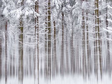 Into the White White Woods by Mirakels Kiekje