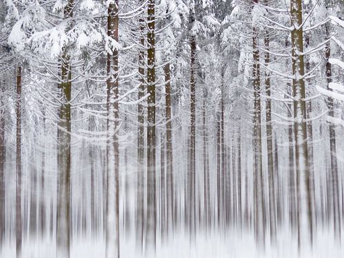 Dans les bois blancs sur Mirakels Kiekje