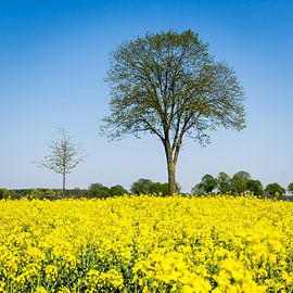 Frühling 1 von Alex Schröder