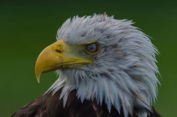 American eagle