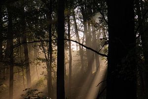 Sonnenstrahlen im Wald von Tania Perneel