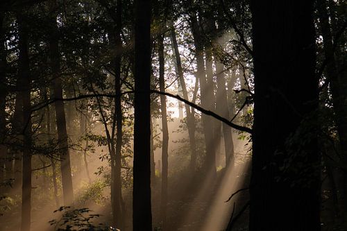sunbeams in the forest