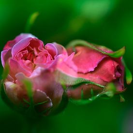 Zwei rote Rosen - Rosa von Juergen Braun