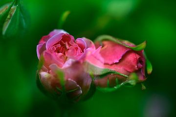 Twee rode rozen - Roze van Juergen Braun