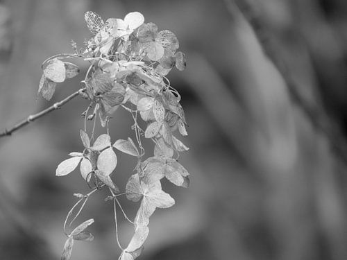hydrangea #21