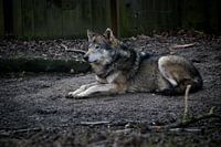 Liggende wolf