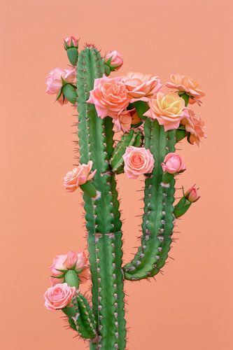 Cactusbloemen in zachtroze