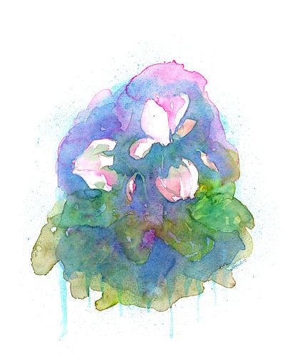 Cyclamen blanc