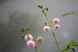 Mimosa in nevel: rust en zachtheid