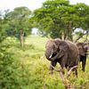 Elefanten in der grünen Landschaft Afrikas / Naturfotografie / Uganda von Jikke Patist