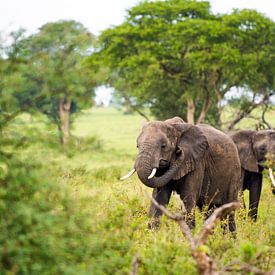 Elefanten in der grünen Landschaft Afrikas / Naturfotografie / Uganda von Jikke Patist