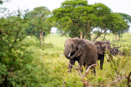 Les éléphants dans le paysage vert africain / Photographie de la nature / Ouganda sur Jikke Patist