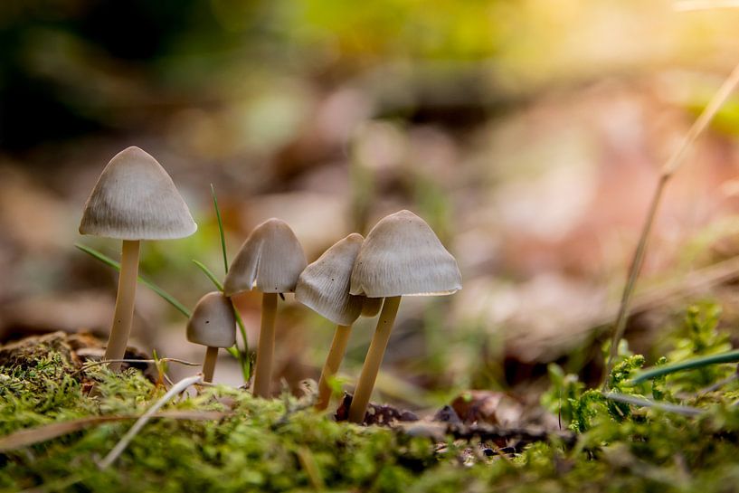 Paddestoelen in de herfst 03 by Arjen Schippers