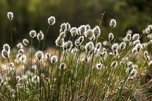 Katoengras betovert de Black Moor