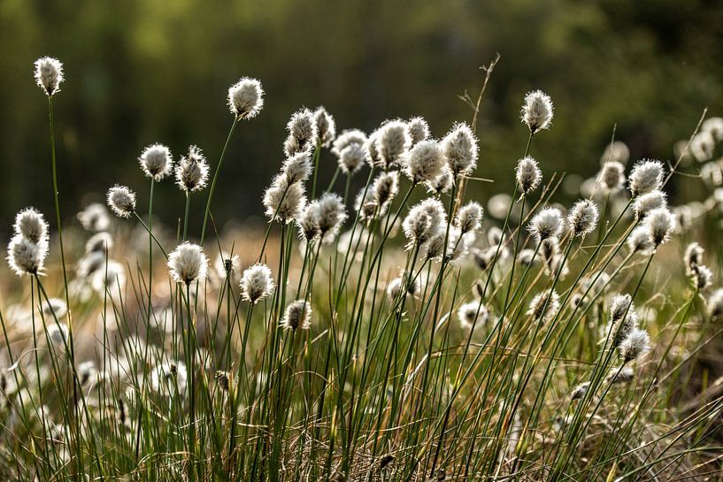 Cotton grass enchants the black moor by Holger W. Spieker