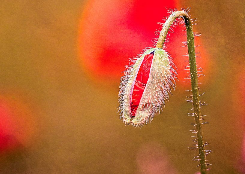 Poppy in the bud by Digital Art Studio