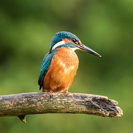 IJsvogeltje van Lies Bakker