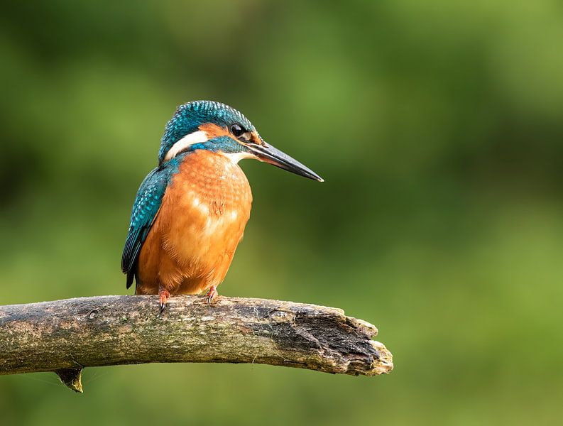 Kingfisher by Lies Bakker
