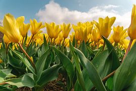 Yellow tulips are in bloom during a sunny day by Jolanda Aalbers