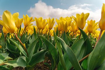 Tulipes jaunes en fleurs par une journée ensoleillée