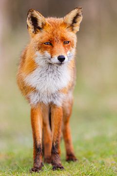 Le renard en pensée sur Daniela Beyer