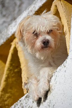 Die Neugierde hat den Hund getötet von My Footprints