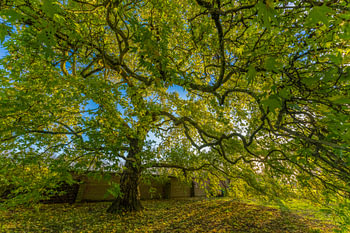 Alter Platanenbaum mit zackigen Ästen und voller Herbstblätter ich das gelbe Sonnenlicht.