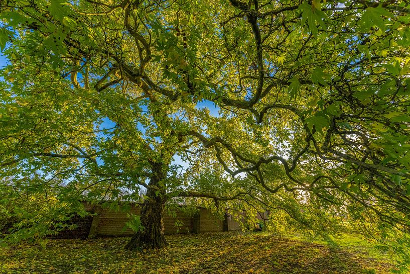 Alter Platanenbaum mit zackigen Ästen und voller Herbstblätter ich das gelbe Sonnenlicht. von Hans Hut