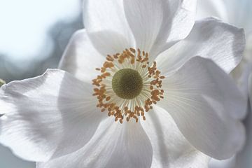 Schöne weiße Anemonenblüte Nahaufnahme von Imladris Images
