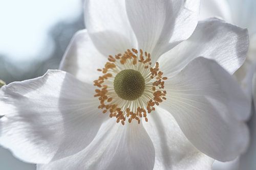 Prachtige witte anemoon bloem close-up