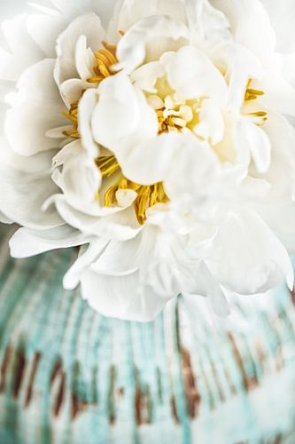 Pfingstrose von Tonia Beumer