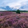 De Veluwe bij zonsopkomst van Reismaatjes XXL