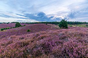 De Veluwe bij zonsopkomst