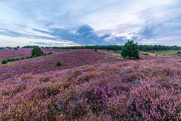 De Veluwe bij zonsopkomst van Reismaatjes XXL