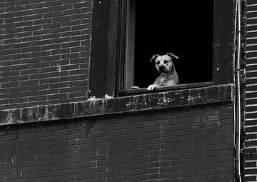 Hond in raam