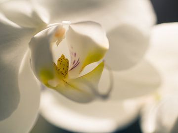 Blumen-Orchideen weißes gelbes Nahaufnahme makro von Art By Dominic