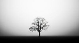 Isolierter Baum im Nebel, schwarz und weiß