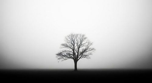 Geïsoleerde boom in mist, zwart-wit