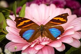 Een exotische vlinder op een bloem van Roland Brack