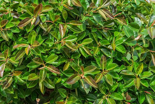 Loof van de gimmiboom